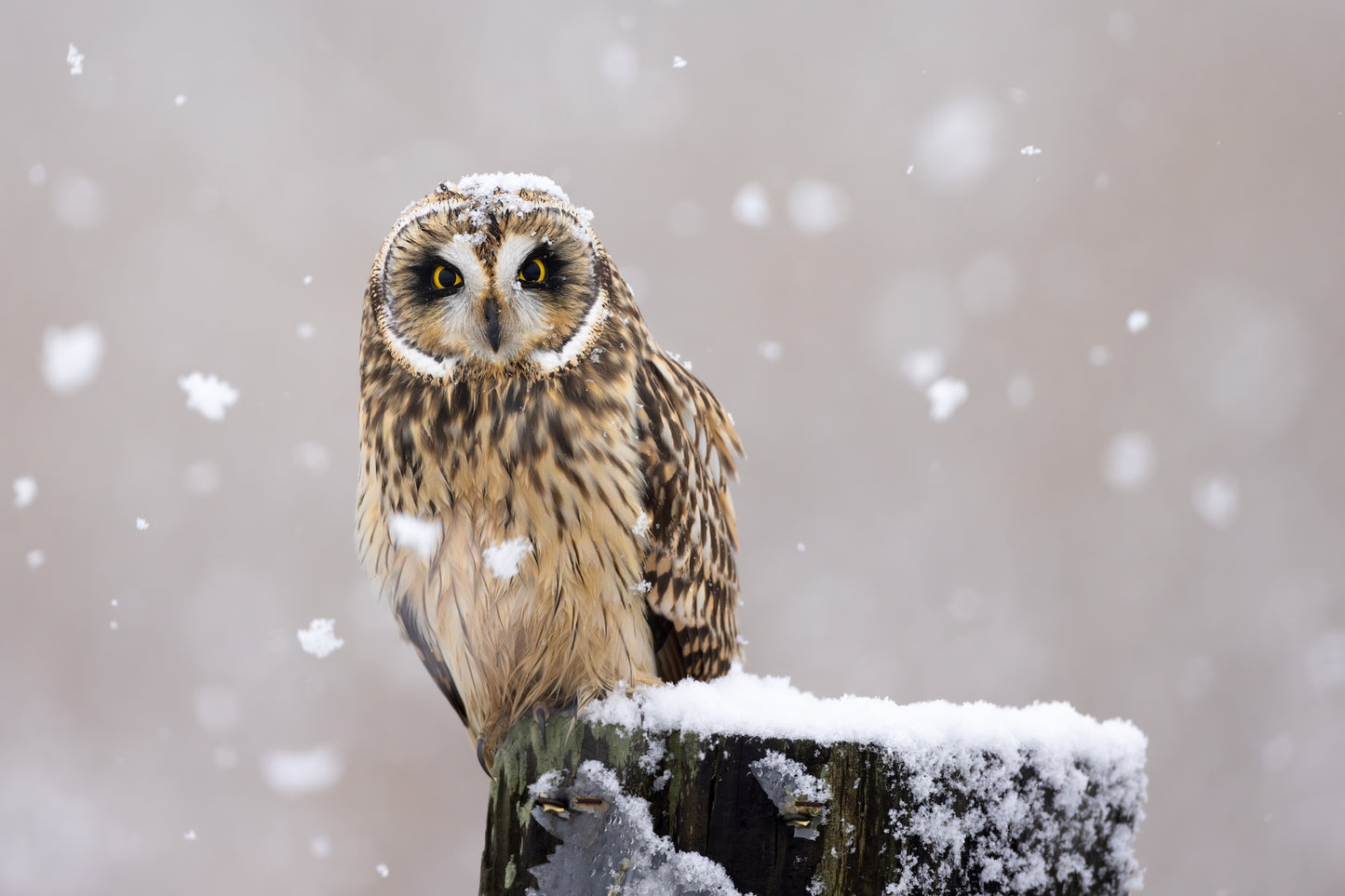 WINTER OWL