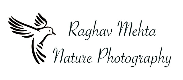 Nature Photography by Raghav Mehta 